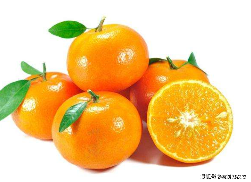 原创武鸣沃柑这么厉害有什么地方的沃柑比得过武鸣沃柑吗