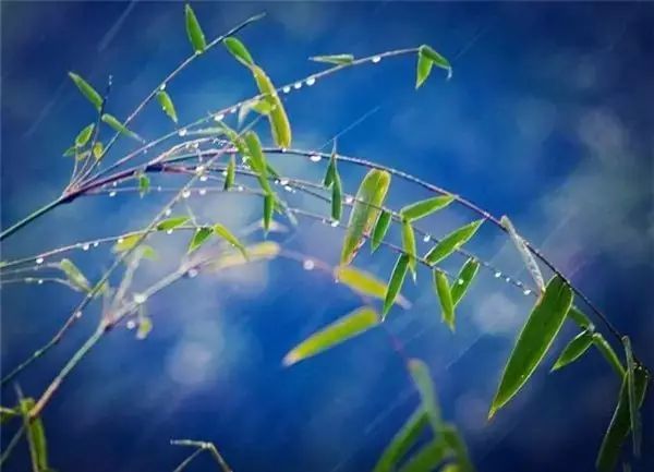 风中竹舞清响竹露唯美竹韵