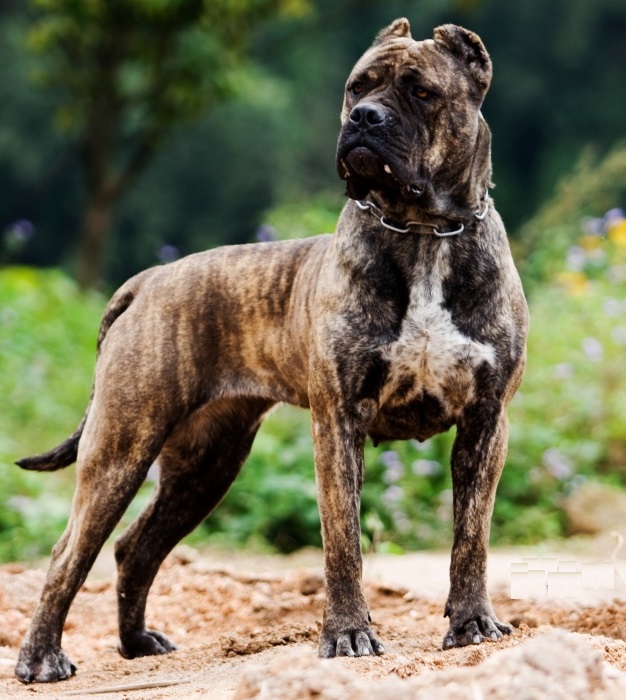 混血非勒犬,暴力美学的代表,有着最粗犷剽悍的阳刚之美_菲勒