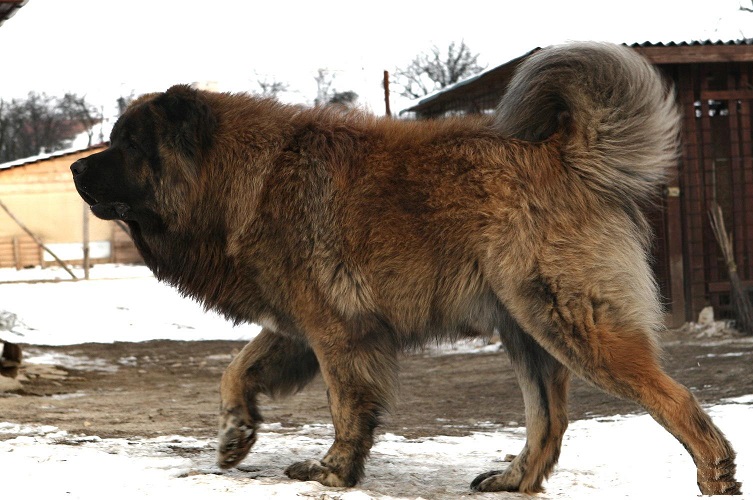 中国山犬是一种十分罕见的大型犬,只有生活在大兴安岭