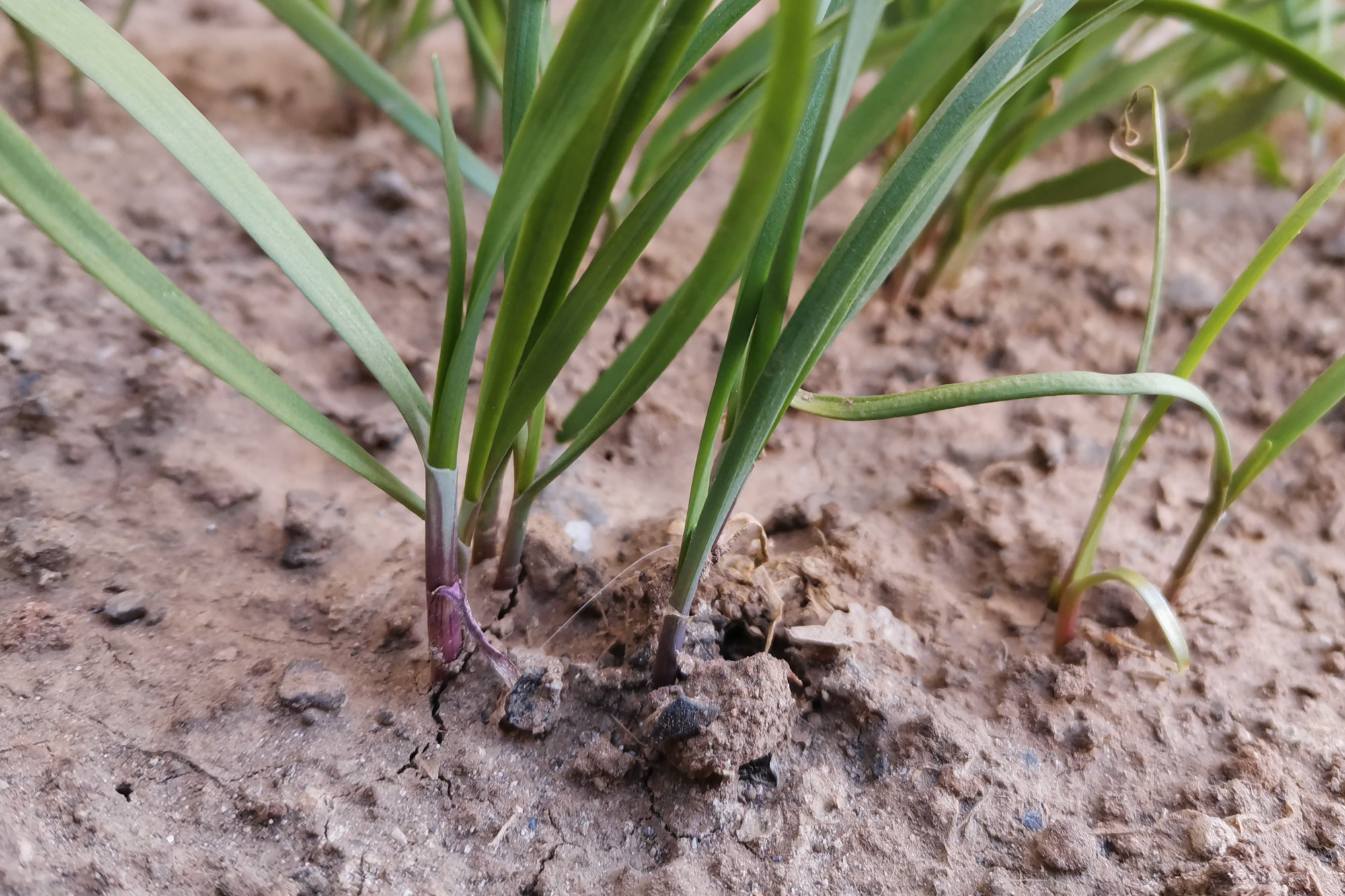 吃韭菜饺子,韭菜选紫根还是白根?老菜农告诉你怎么挑,别买错了