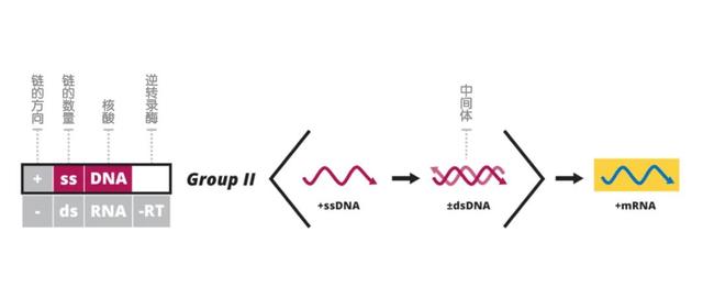 单链dna病毒ii代表病毒:腺病毒,疱疹病毒双链dna病毒拥有双链dna作为