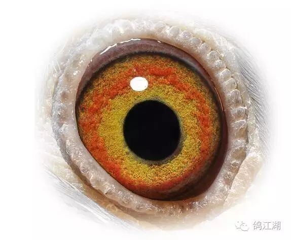 鸽眼中的珍珠眼