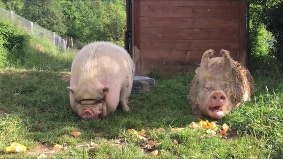 长得圆滚滚的猪肚子挨着地眼睛也没有了