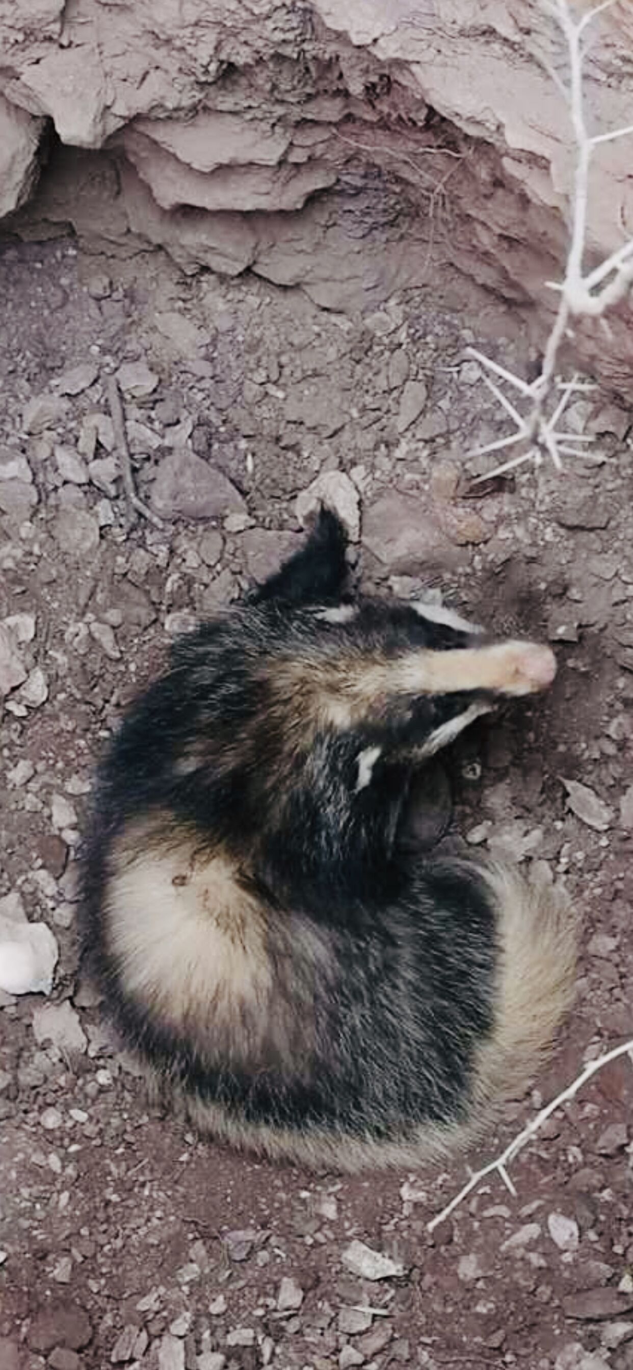 國家二級保護動物野生獾掉進枯井出不來被困兩天,焦作熱心市民伸手