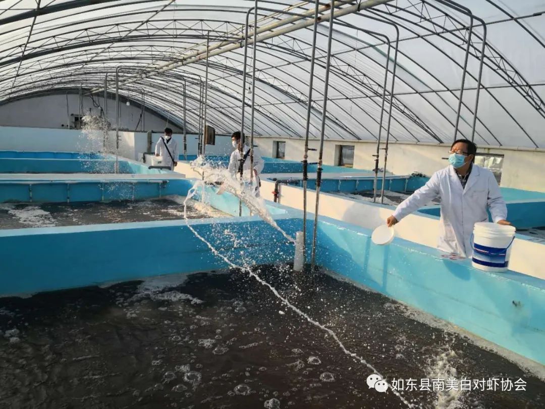 近日全国对虾全线上扬最高涨5元斤如东一虾苗场排掉1000多万尾问题苗