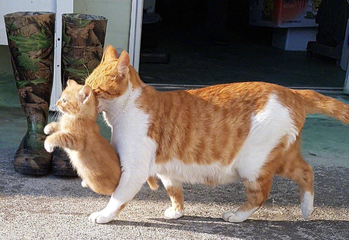 虽然猫咪的表情看起来有些吓傻了,但是巴芬顿和他的同事得出结论,猫咪