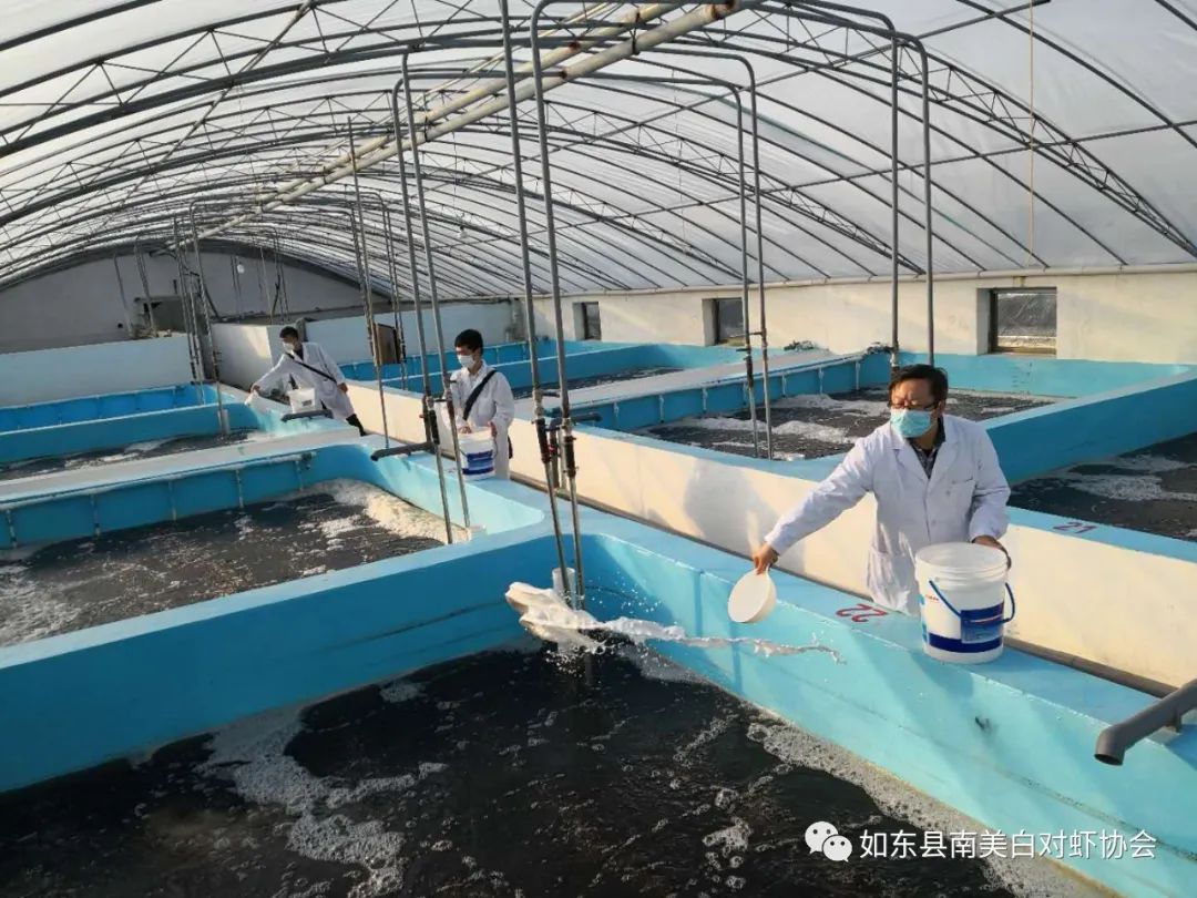 近日全国对虾全线上扬最高涨5元斤如东一虾苗场排掉1000多万尾问题苗