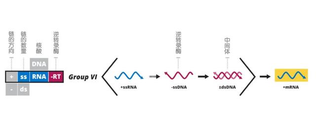 单链rna为遗传物质(ssrna-rt,它们会先将自身单链rna逆转录成单链dna