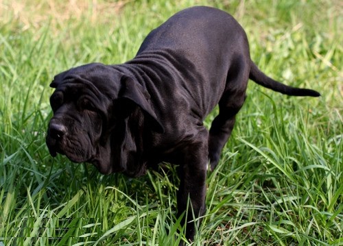 原创混血非勒犬暴力美学的代表有着最粗犷剽悍的阳刚之美