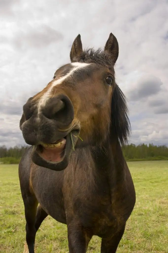 马娱马到底能不能用嘴呼吸科学实验告诉你