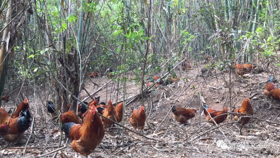 助農·增收丨為農民兄弟飼養的山林走地雞尋找銷路