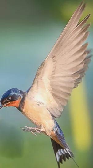 空實物候之美春分玄鳥至燕子歸