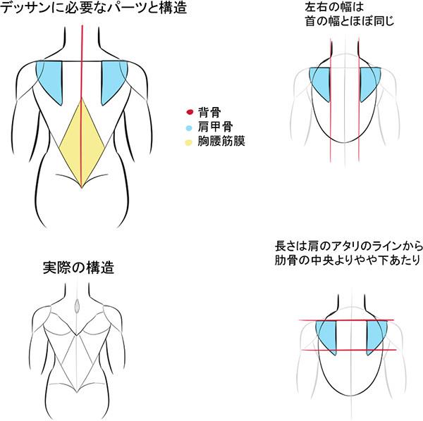 背部结构由于参考肌肉不多,因此背部是atari非常重要的部分