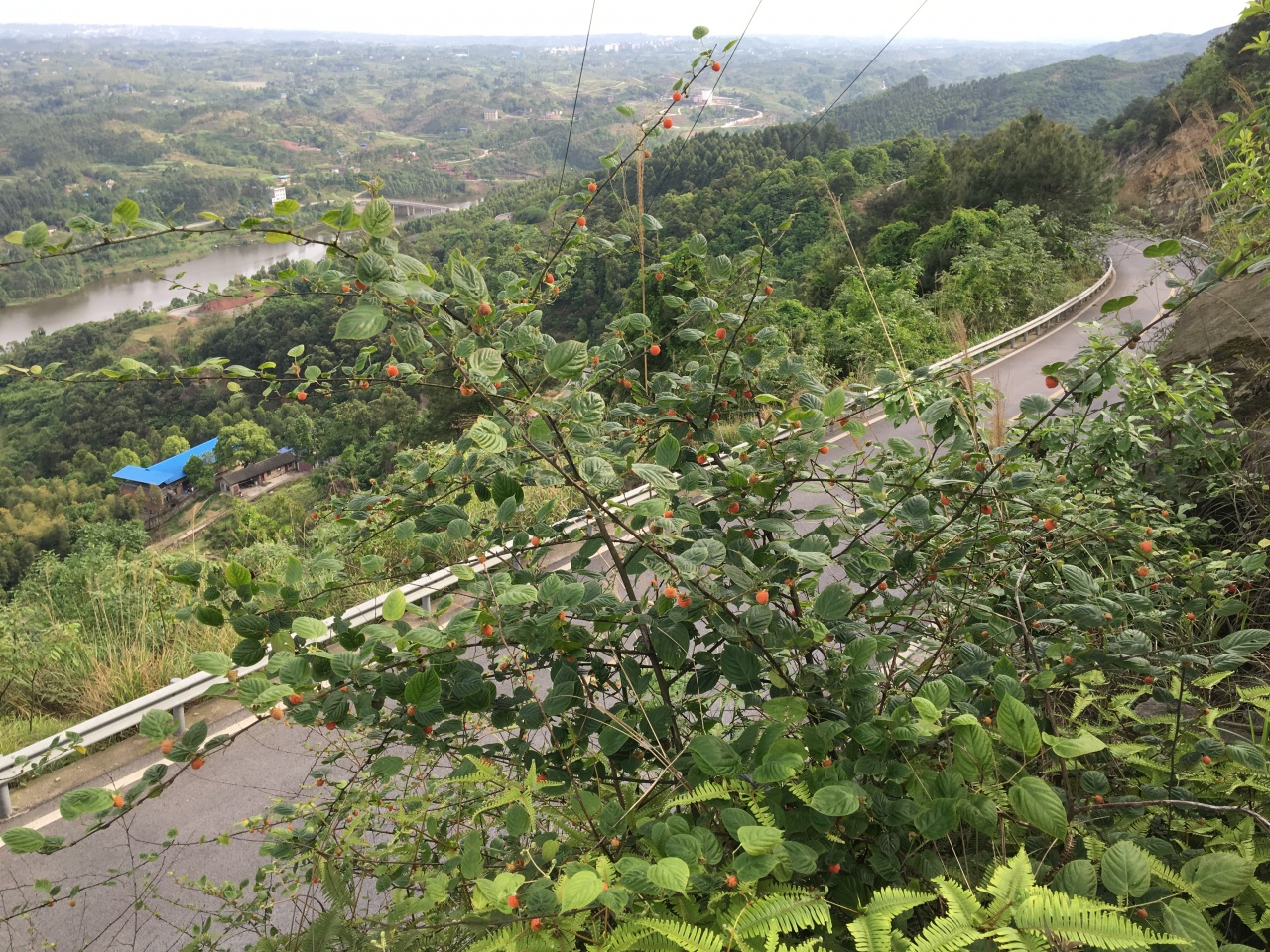 武当山树莓图片