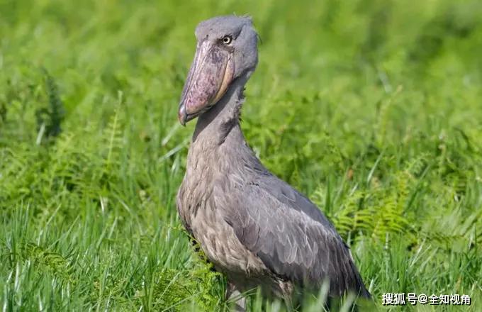 原创难怪会濒危的鸟中二哈鲸头鹳装傻卖萌非我真实面貌