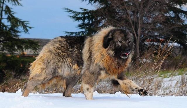 中国山犬是一种十分罕见的大型犬,只有生活在大兴安岭