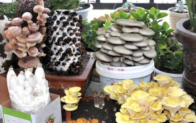 暖春,在窗台盆栽"蘑菇",不花钱养出"10盆",采摘一茬又一茬_种植