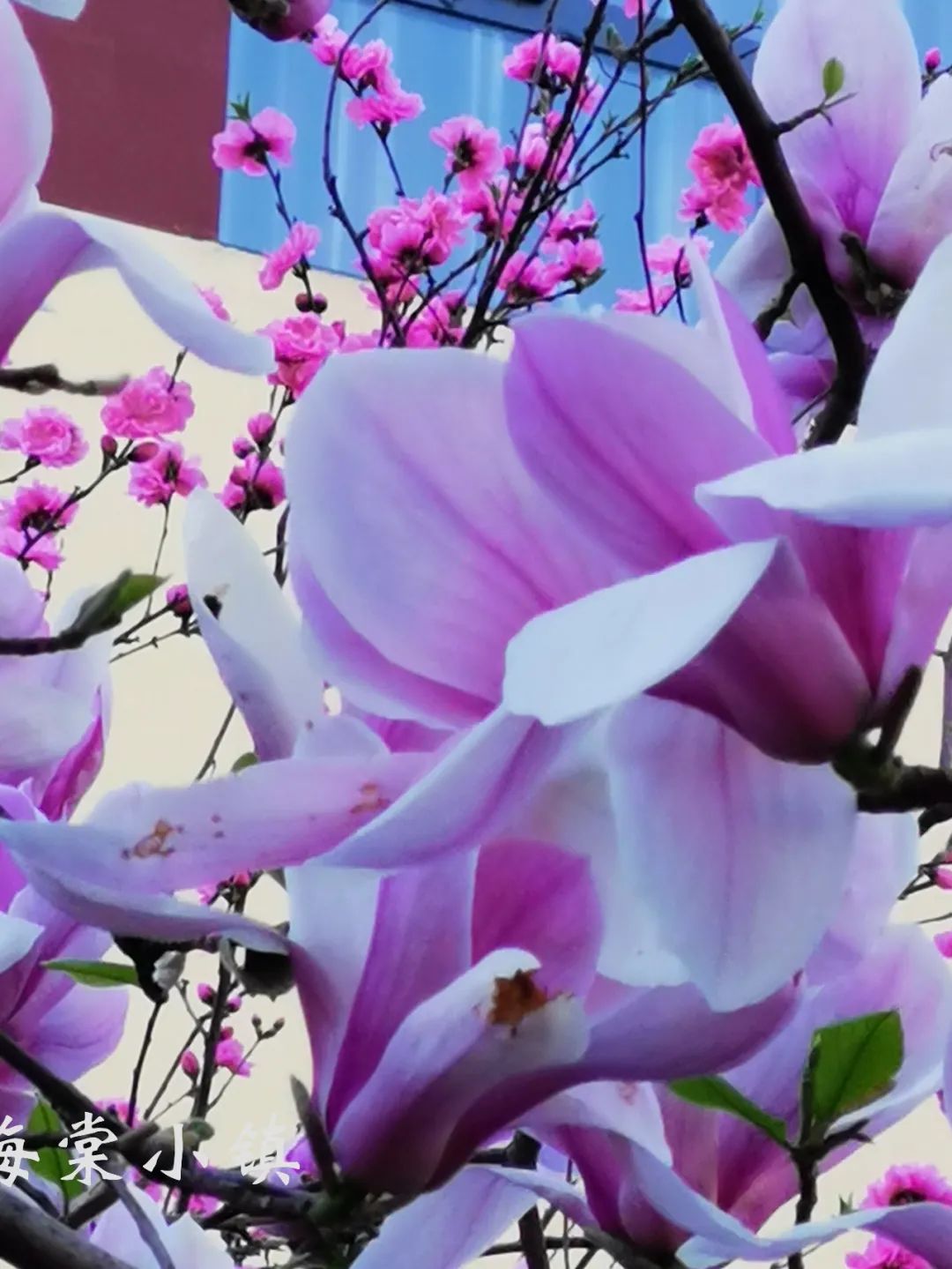 紫色王子海棠图片大全图片