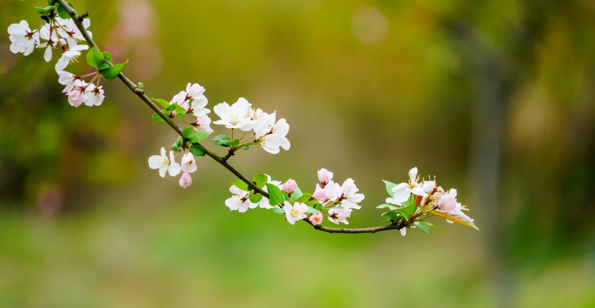 海棠花體脆弱,風吹輒落,昨宵雨狂風猛中,傳神之筆對海棠「綠肥紅瘦」