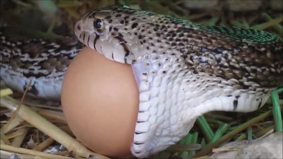 蛇一口吞下一颗大鸡蛋鸡蛋被吞到肚子里也没有碎