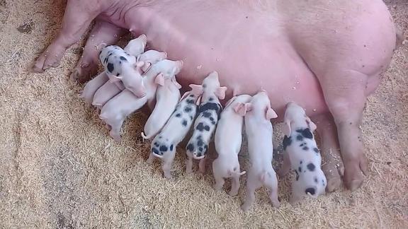 一群可爱的小猪抢奶喝