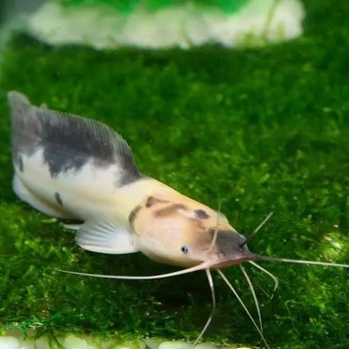 每日一鱼小丑武士身上有一些黑白色的奶牛纹