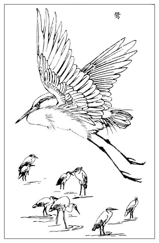 美术图谱资料百鸟白描谱第三辑