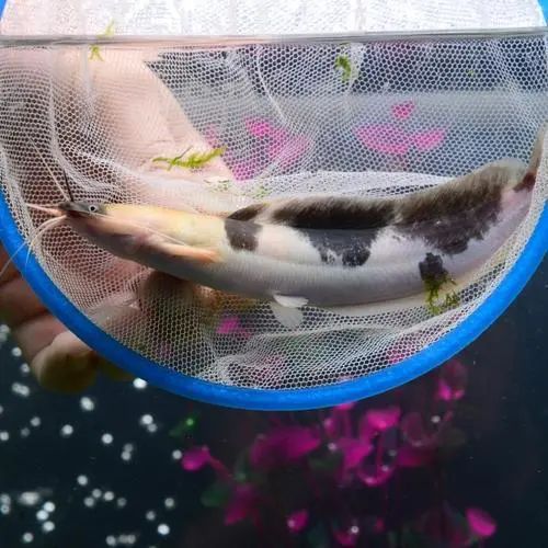 每日一鱼小丑武士身上有一些黑白色的奶牛纹