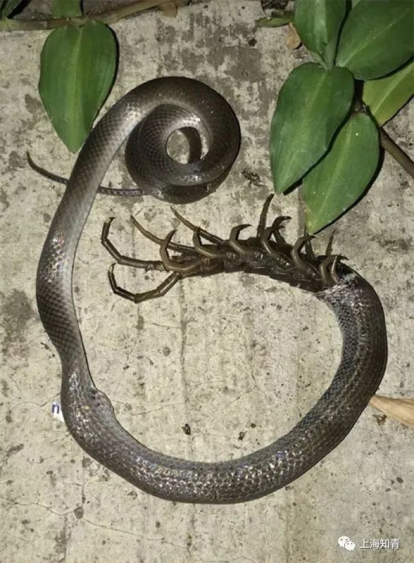 震撼人心!_蜘蛛