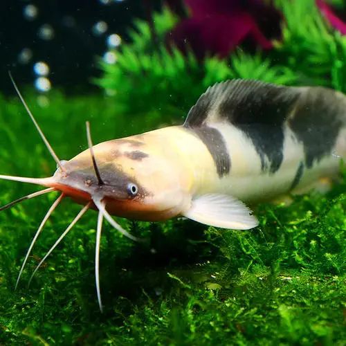 每日一鱼小丑武士身上有一些黑白色的奶牛纹