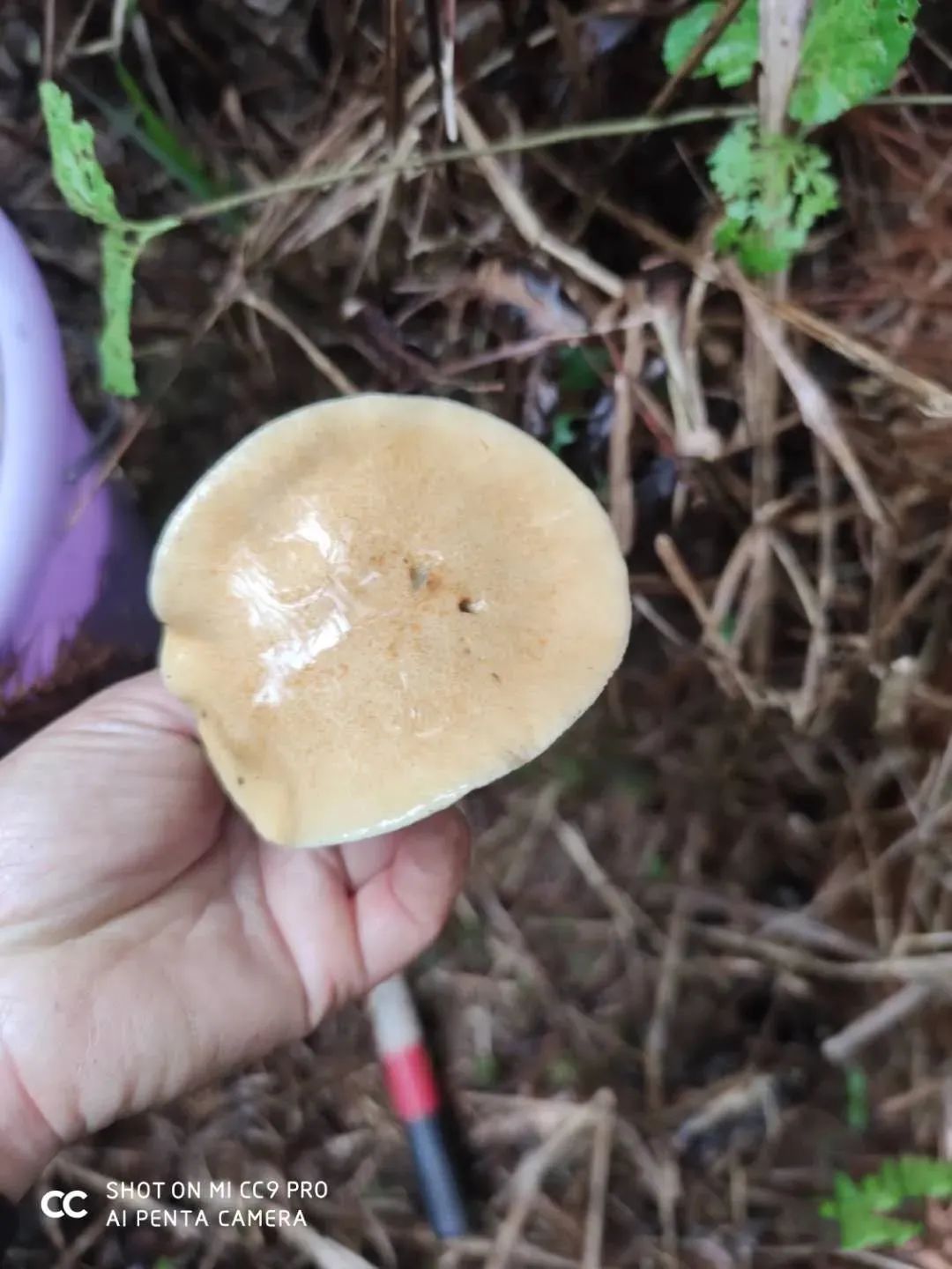 馋哭了邵东这种山珍美味正在大量上市你吃过吗