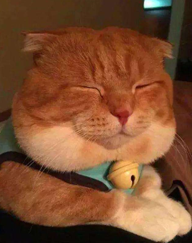 田园橘猫大胖纸,不仅胖,而且还能压倒炕,猫界中的胖纸战斗机_猫咪