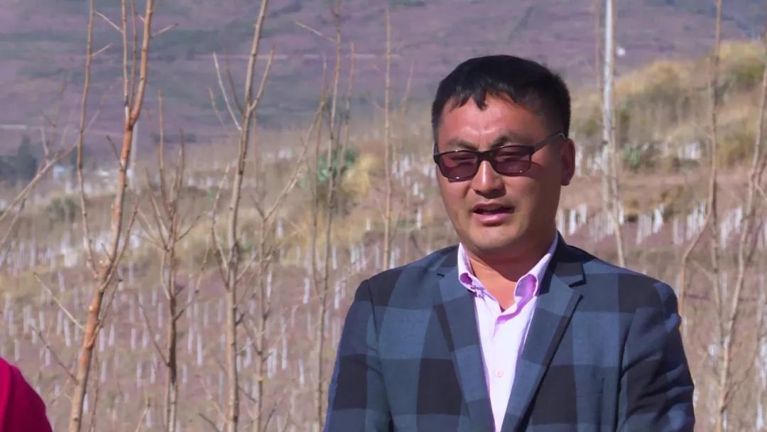 兰坪县营盘镇种植千亩银杏树带动群众增收