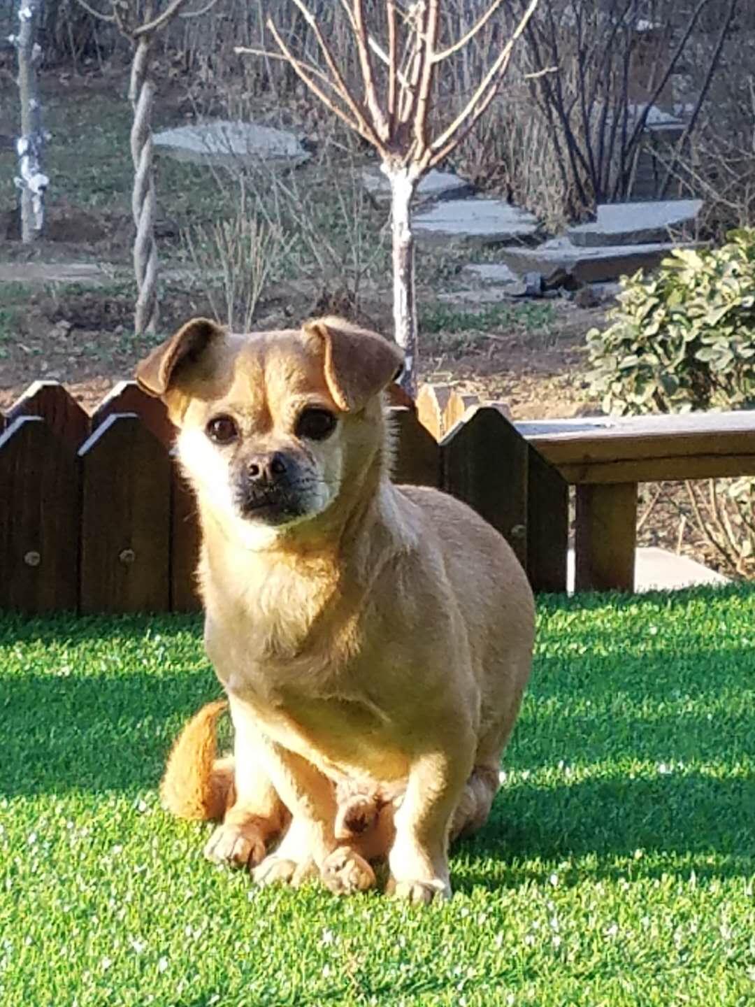 黄土狗幼犬图片