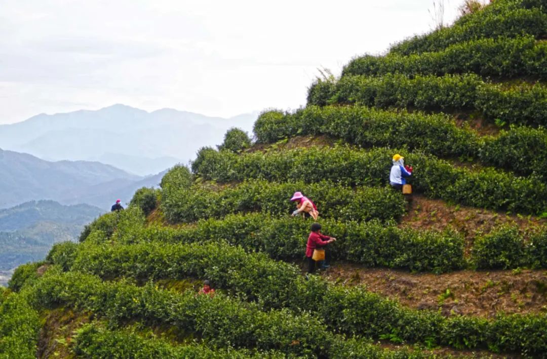 紫溪乡:春分时节采茶忙