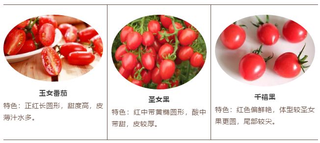 小番茄种类及图片图片