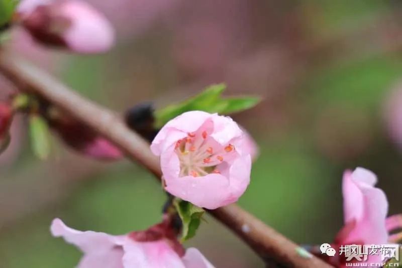 桃花盛开静候君来