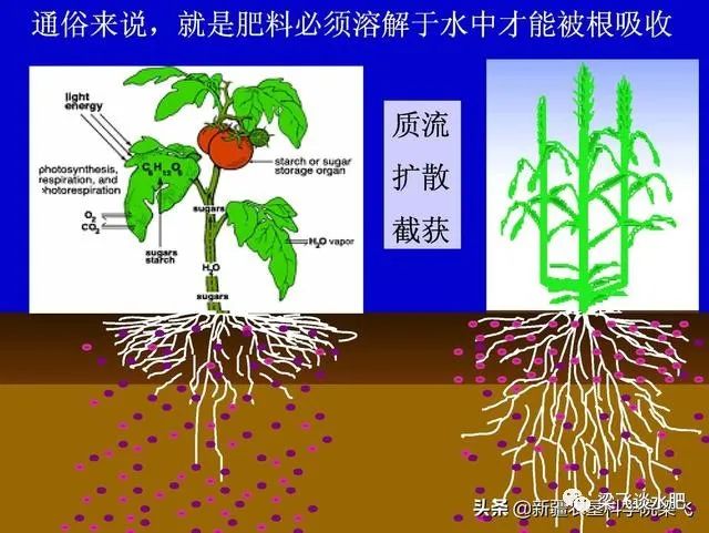 種肥同播與出苗水帶肥對於新疆滴灌作物該如何選擇