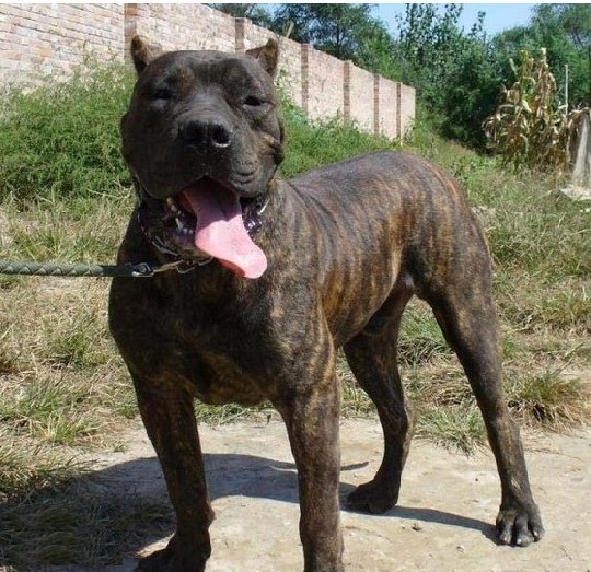 原创混血非勒犬暴力美学的代表有着最粗犷剽悍的阳刚之美