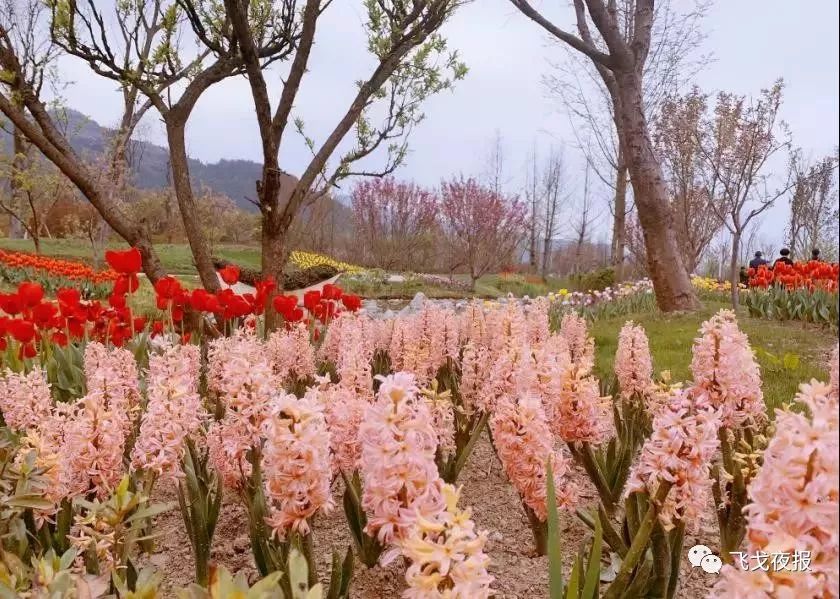 陽春三月去湄潭水湄花谷邂逅