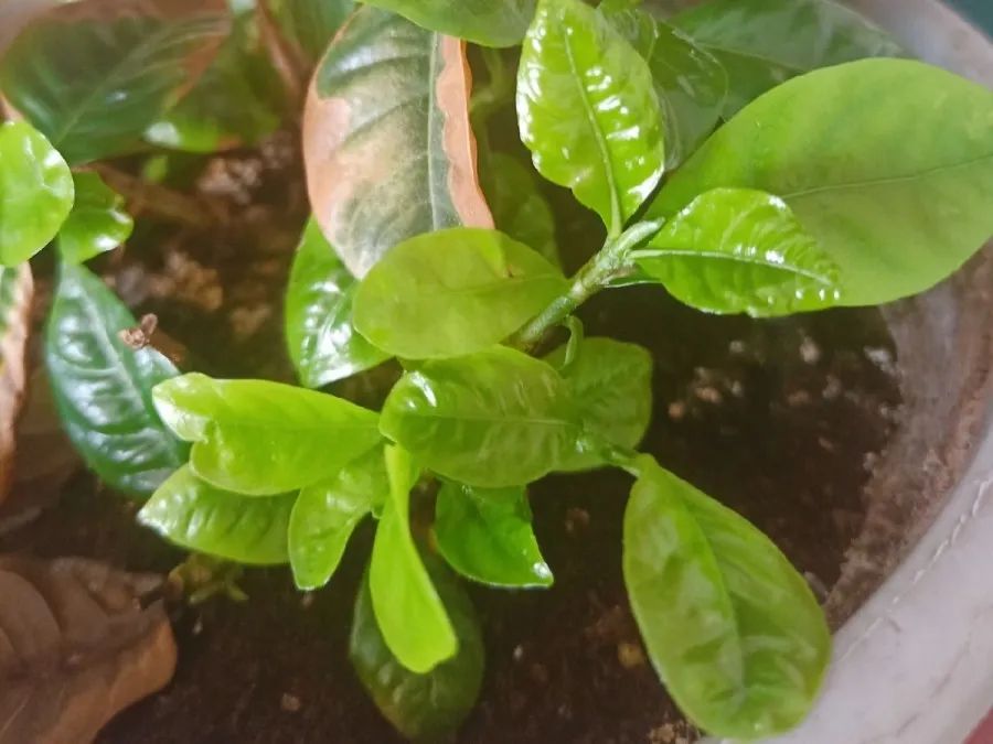 快给花施肥一夜冒200个芽今年绝对开到爆