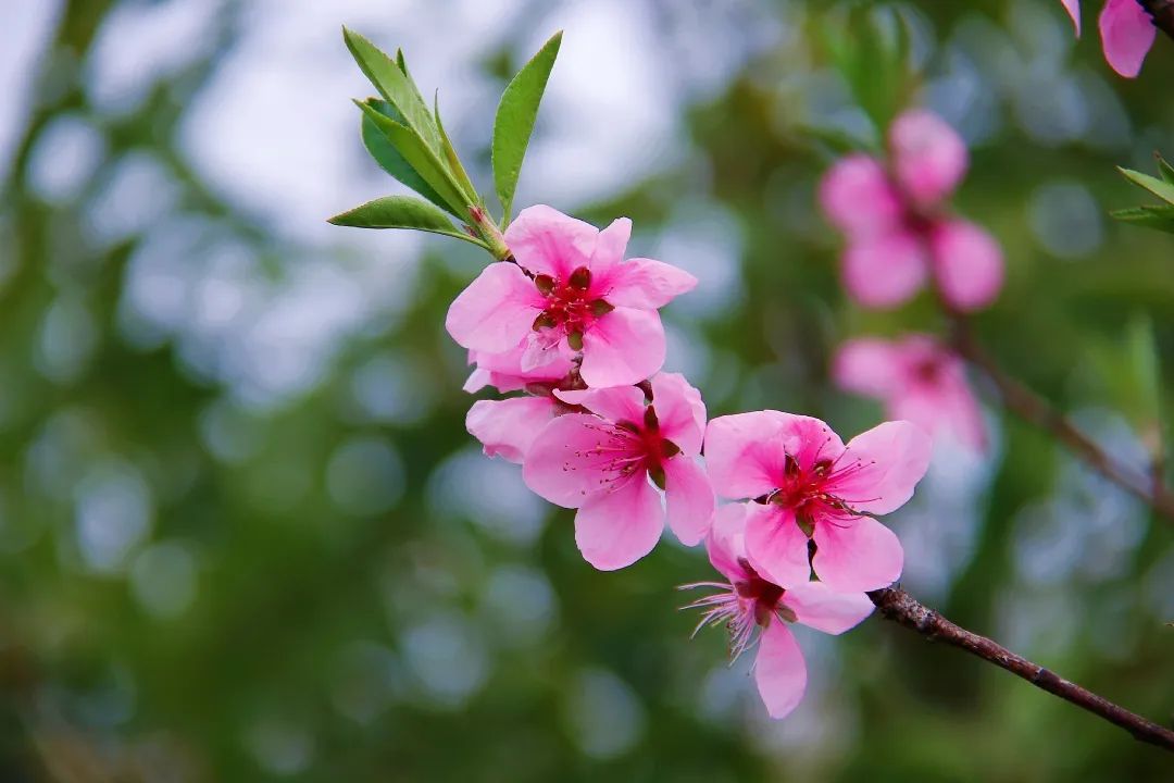 三月桃花满皖院一园春色盼君归