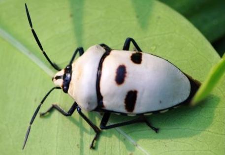 说到蓝美盾蝽这种昆虫,可能大家都没有听说过,它是半翅目盾蝽科的一种