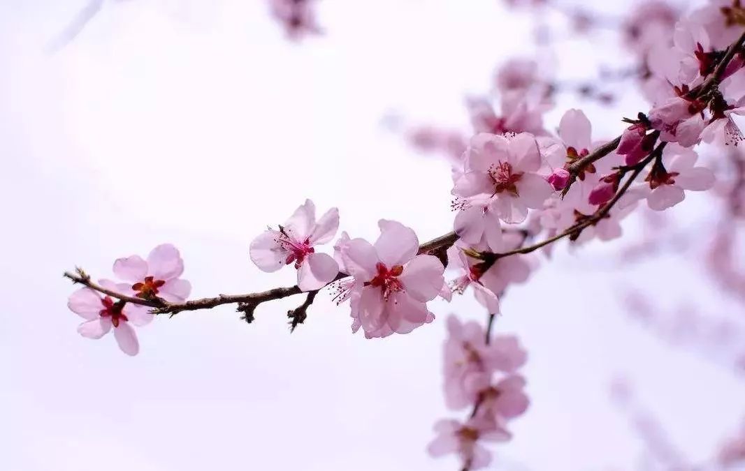 拍花季到了梅花樱花桃花杏花梨花李花你分清了吗