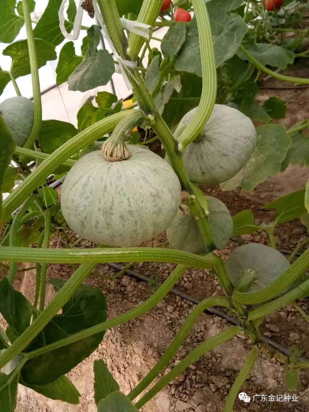 最好吃银板栗今科6号