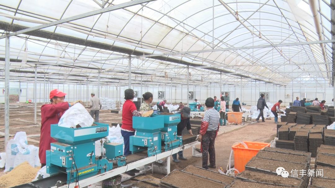 确保粮食生产安全信丰开启工厂化育秧新模式