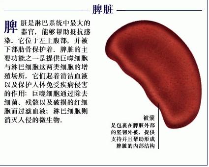 中医和西医所说的“脾”为什么不是一回事？_功能