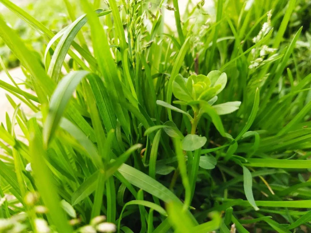 博客抗疫达人‖2小时的高铁,她2个多月没能回家