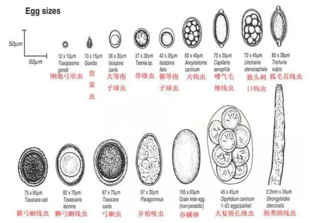 钩虫绦虫心丝虫球虫贾第虫